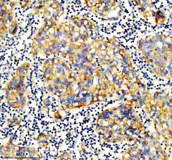 m05981 1 ndufa13 primary antibodies ihc testing 2