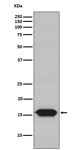 m05981 1 wb