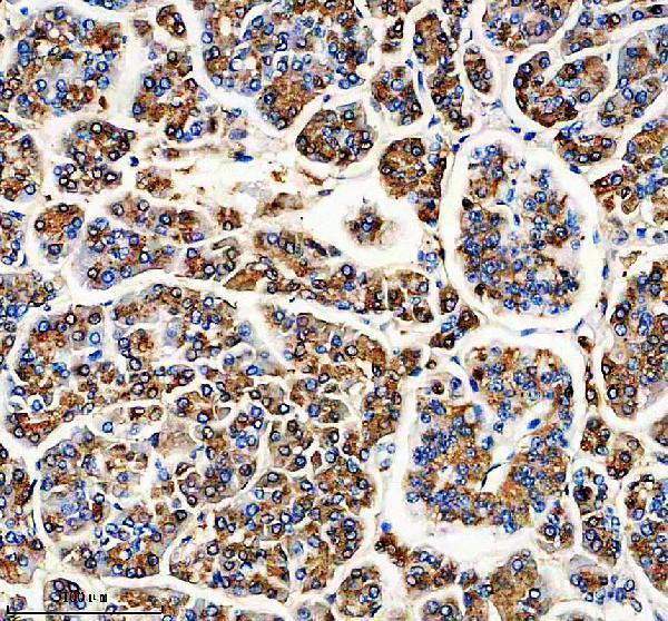 m05985 2 b1 primary antibodies ihc testing 1