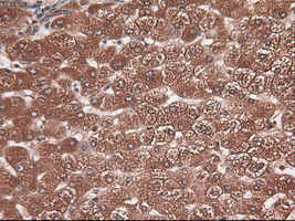 m05985 anti carboxypeptidase a cpa1 mouse monoclonal antibody clone id oti2a3 ihc testing 10