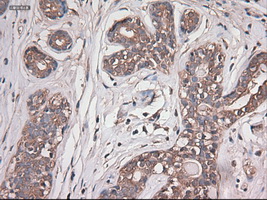 m05985 anti carboxypeptidase a cpa1 mouse monoclonal antibody clone id oti2a3 ihc testing 6
