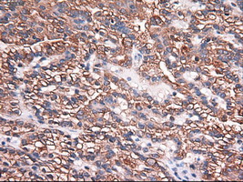 m05985 anti carboxypeptidase a cpa1 mouse monoclonal antibody clone id oti2a3 ihc testing 9