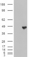 m05985 anti carboxypeptidase a cpa1 mouse monoclonal antibody clone id oti2a3 wb testing 1