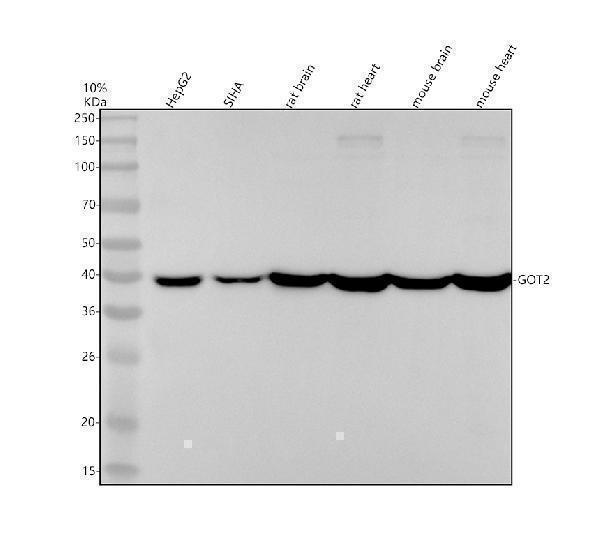 m05998 1 got2 primary antibodies wb testing 1