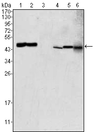 m05998 got2 primary antibodies wb testing 2