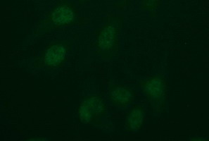 Immunofluorescent staining of HeLa cells using anti-IDO2 mouse monoclonal antibody (M06002-2)