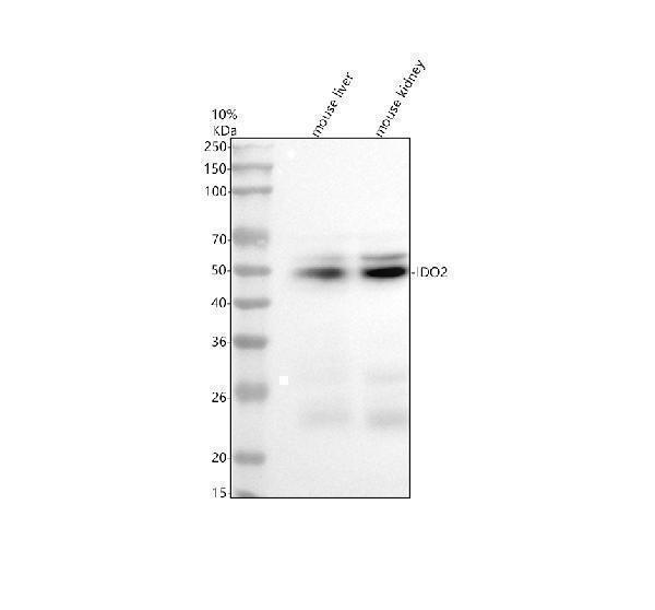 Western blot analysis of IDO2 using anti-IDO2 antibody (M06002-2)