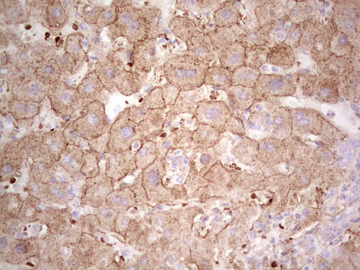 m06002 3 anti indol1 ido2 mouse monoclonal antibody clone id oti11b2 ihc testing 2