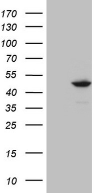 m06002 3 anti indol1 ido2 mouse monoclonal antibody clone id oti11b2 wb testing 1