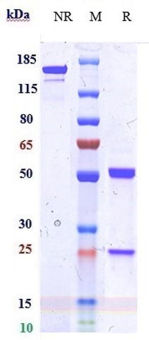 m06002 4 sds page