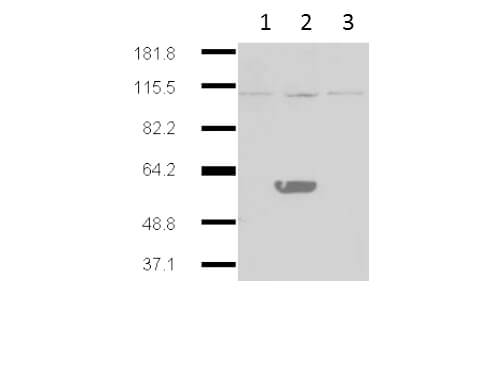 m06002 ido2 primary antibodies wb testing 1