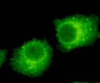 Immunofluorescence analysis of HeLa cells using Rab 2A Monoclonal Antibody