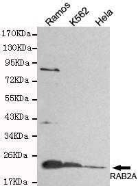 Western blot detection of RAB2A in Hela, Ramos&K562 cell lysates and using RAB2A antibody (1:800 diluted) 