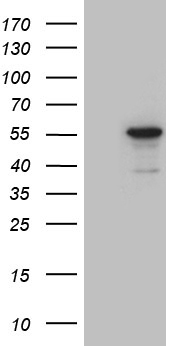 m06014 anti nostrin mouse monoclonal antibody clone id oti3b1 wb testing 1