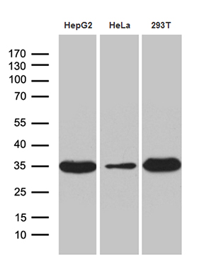 Western blot analysis of extracts (35ug) from 3 different cell lines by using anti-PYCR1 monoclonal antibody (1:500)