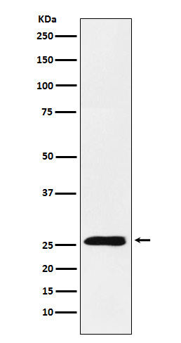 Western blot analysis of TNFSF9 expression in HEK293 cell lysate