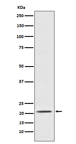Western blot analysis of Placental Protein 14 / PAEP expression in TPA-treated K562 cell lysate