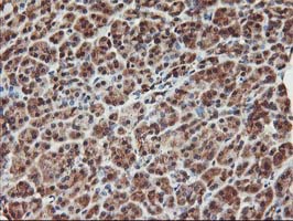 m06063 1 anti kv beta 1 kcnab1 mouse monoclonal antibody clone id oti7c7 ihc testing 3