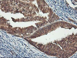 m06063 1 anti kv beta 1 kcnab1 mouse monoclonal antibody clone id oti7c7 ihc testing 4