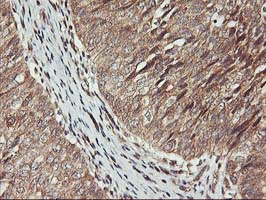 m06063 1 anti kv beta 1 kcnab1 mouse monoclonal antibody clone id oti7c7 ihc testing 5