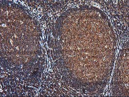 m06063 1 anti kv beta 1 kcnab1 mouse monoclonal antibody clone id oti7c7 ihc testing 6