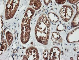 m06063 1 anti kv beta 1 kcnab1 mouse monoclonal antibody clone id oti7c7 ihc testing 7