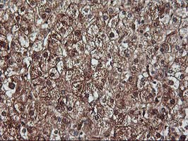 m06063 1 anti kv beta 1 kcnab1 mouse monoclonal antibody clone id oti7c7 ihc testing 8