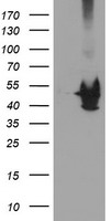 m06063 1 anti kv beta 1 kcnab1 mouse monoclonal antibody clone id oti7c7 wb testing 1