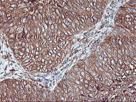 m06063 2 anti kv beta 1 kcnab1 mouse monoclonal antibody clone id oti4e7 ihc testing 4