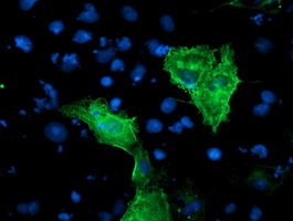 m06063 anti kv beta 1 kcnab1 mouse monoclonal antibody clone id oti7f12 if testing 6
