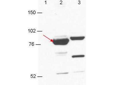 m06068 esrp1 esrp2 primary antibodies wb testing 1