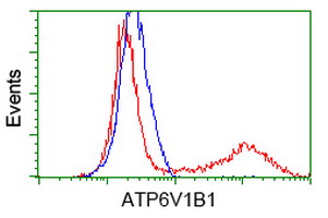 m06073 anti atp6v1b1 mouse monoclonal antibody clone id oti1h6 flow cytometry testing 4