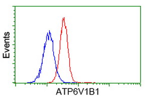 m06073 anti atp6v1b1 mouse monoclonal antibody clone id oti1h6 flow cytometry testing 6