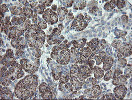 m06084 1 anti clec4e mouse monoclonal antibody clone id oti2a8 ihc testing 4