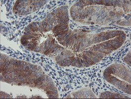 m06084 1 anti clec4e mouse monoclonal antibody clone id oti2a8 ihc testing 5