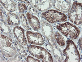 m06084 1 anti clec4e mouse monoclonal antibody clone id oti2a8 ihc testing 8