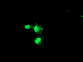 m06089 anti nyren18 nub1 mouse monoclonal antibody clone id oti4h2 if testing 7