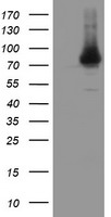 HEK293T cells were transfected with the pCMV6-ENTRY control (Left lane) or pCMV6-ENTRY NUB1 (Right lane) cDNA for 48 hrs and lysed