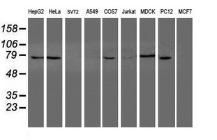 Western blot analysis of extracts (35ug) from 9 different cell lines by usin g anti-NUB1 monoclonal antibody (HepG2: human; HeLa: human; SVT2: mouse; A549: human; COS7: monkey; Jurkat: human; MDCK: canine; PC12: rat; MCF7: human)