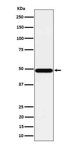Western blot analysis of Tbp7 expression in HeLa cell lysate