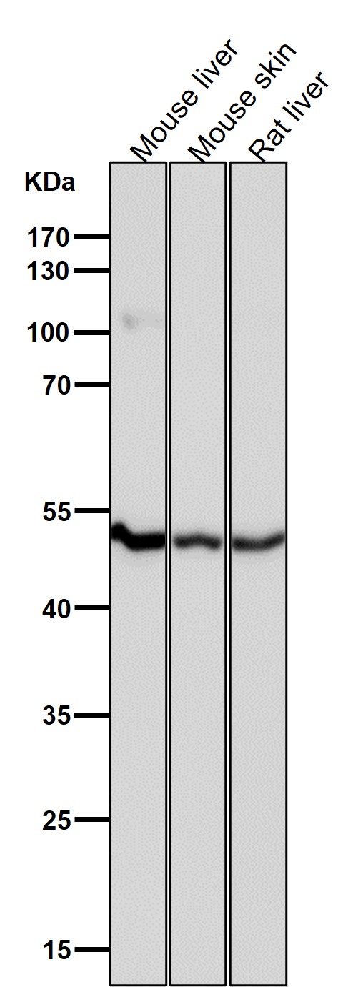 All lanes use the Antibody at 1:3W dilution for 1 hour at room temperature