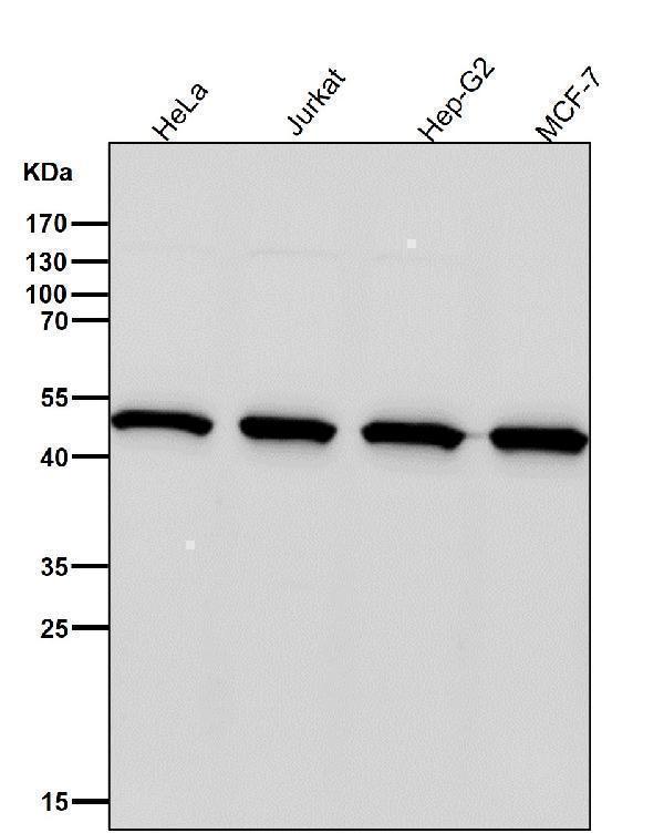 All lanes use the Antibody at 1:3W dilution for 1 hour at room temperature
