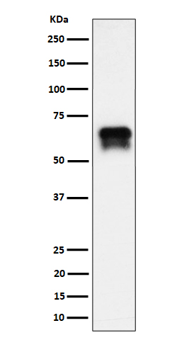 Western blot analysis of PCTAIRE1 expression in BxPC-3 cell lysate