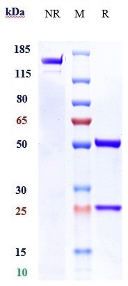 Anti-IL-13Ra2/CD213a2 Reference Antibody (Wake Forest U