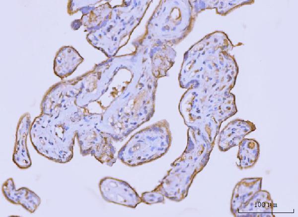  IHC analysis of Flotillin 2 using anti-Flotillin 2 antibody (M06107-2)