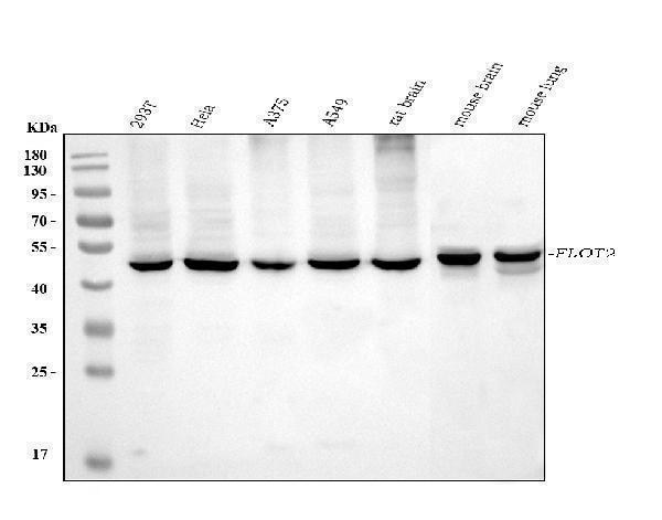  Western blot analysis of Flotillin 2 using anti-Flotillin 2 antibody (M06107-2)