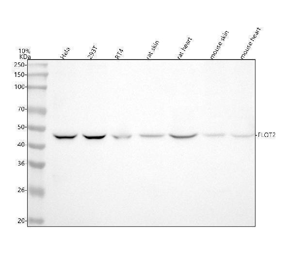 m06107 flot2 primary antibodies wb testing 1