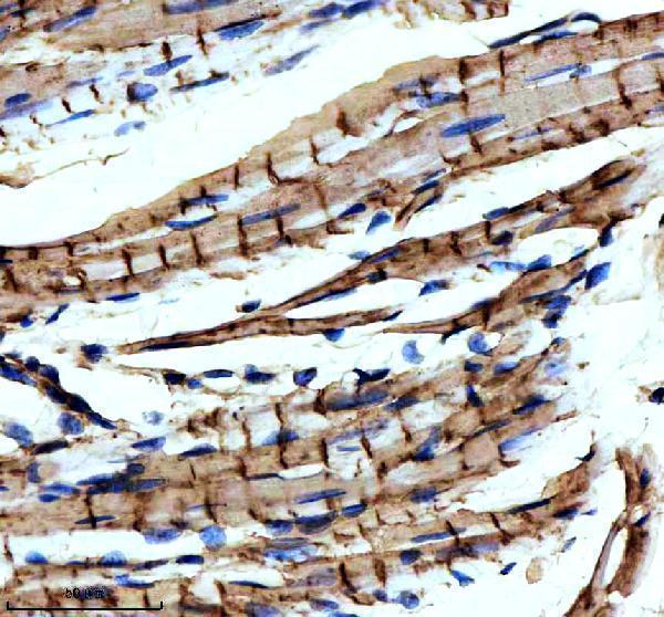 m06112 1 gstk1 primary antibodies ihc testing 3_1