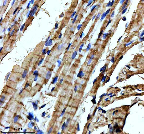 m06112 1 gstk1 primary antibodies ihc testing 4_1