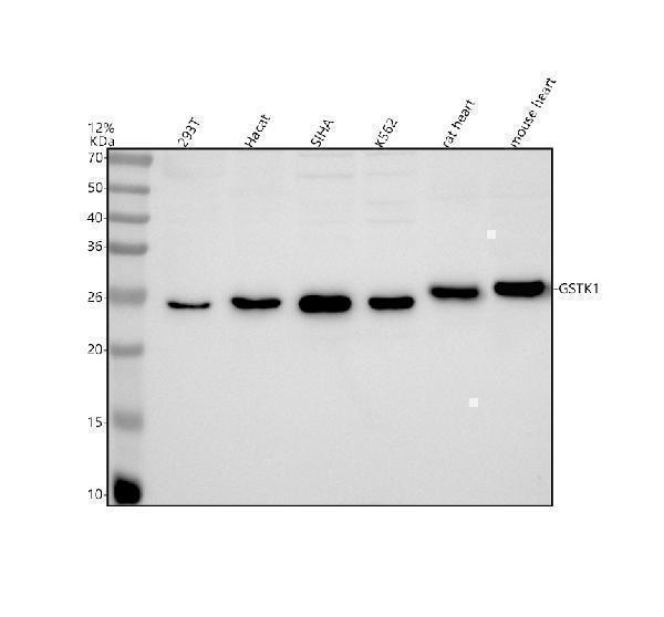 Western blot analysis of GSTK1 using anti-GSTK1 antibody (M06112-1)